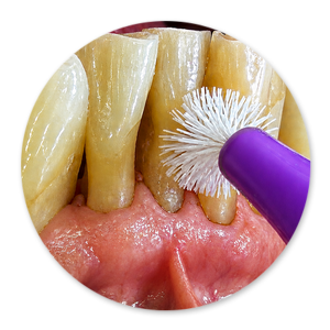 Dentalhygiene Patricia Ried | Kurs 12